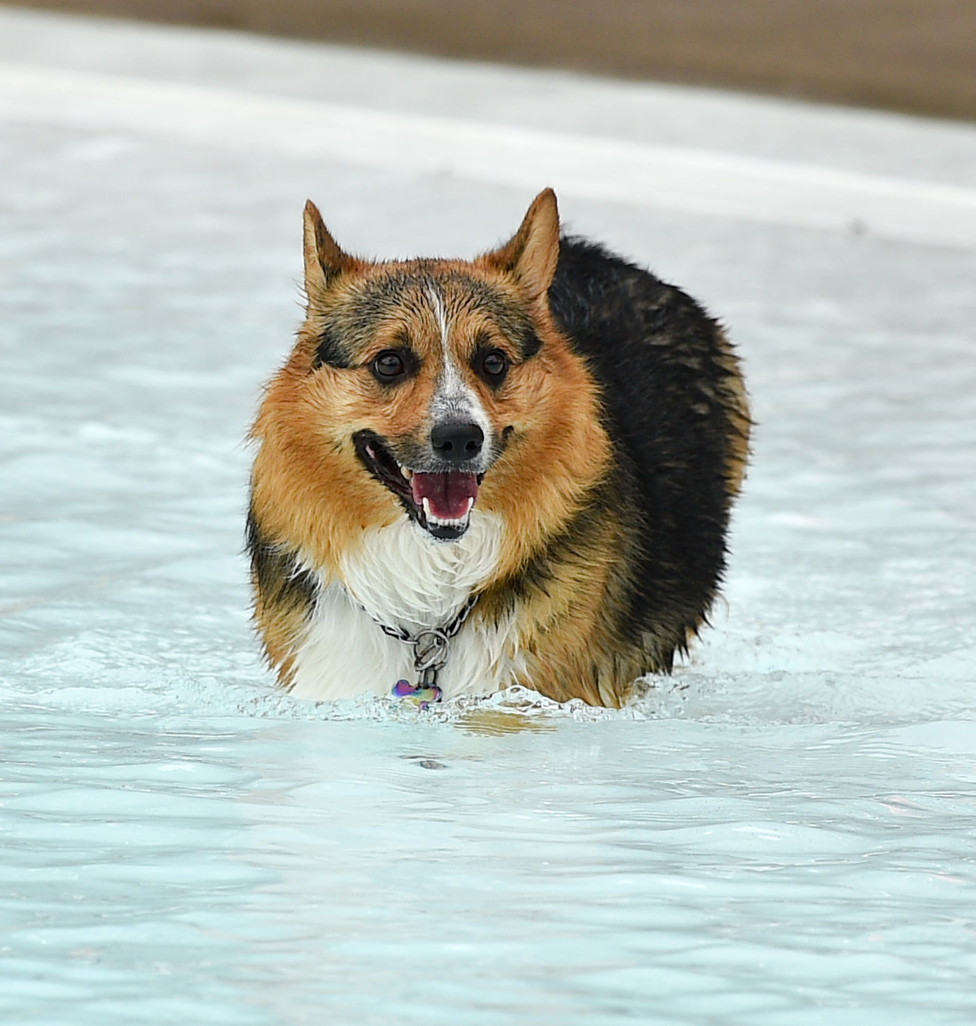 082919-bet-doggysplash-080a.JPG